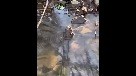 The mesmerizing pattern created by a toad calling in water. (Sound on) Credit: Lauren Hoover