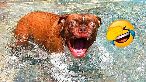 Funny stories about babies and dogs ❤️🥰
