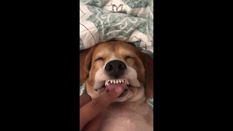Silly doggy has the goofiest face ever while sleeping