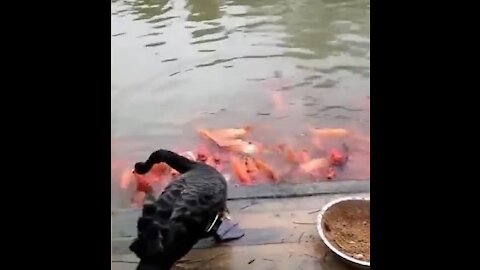 Gooses Are Feeding Fish Gold Fish Funny Animals.