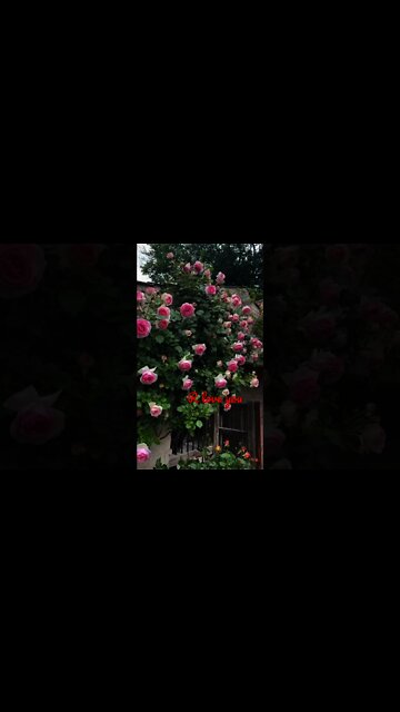 saat samundar se bhi gehra dekho apna pyar h | saat samundar se bhi gehra dekho apna pyar hai status