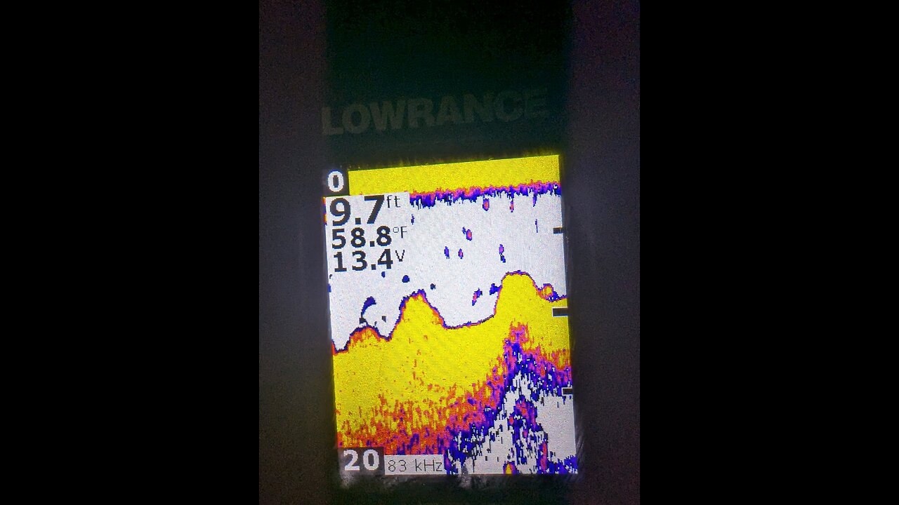 Little walleye