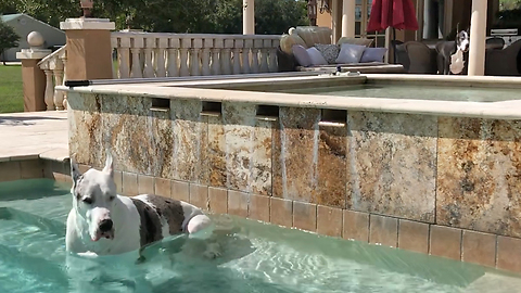 Happy Great Danes Love Their Life