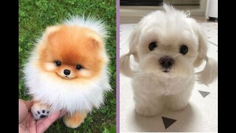 Baby Dogs - Cute and Funny Dog Videos Compilation :)