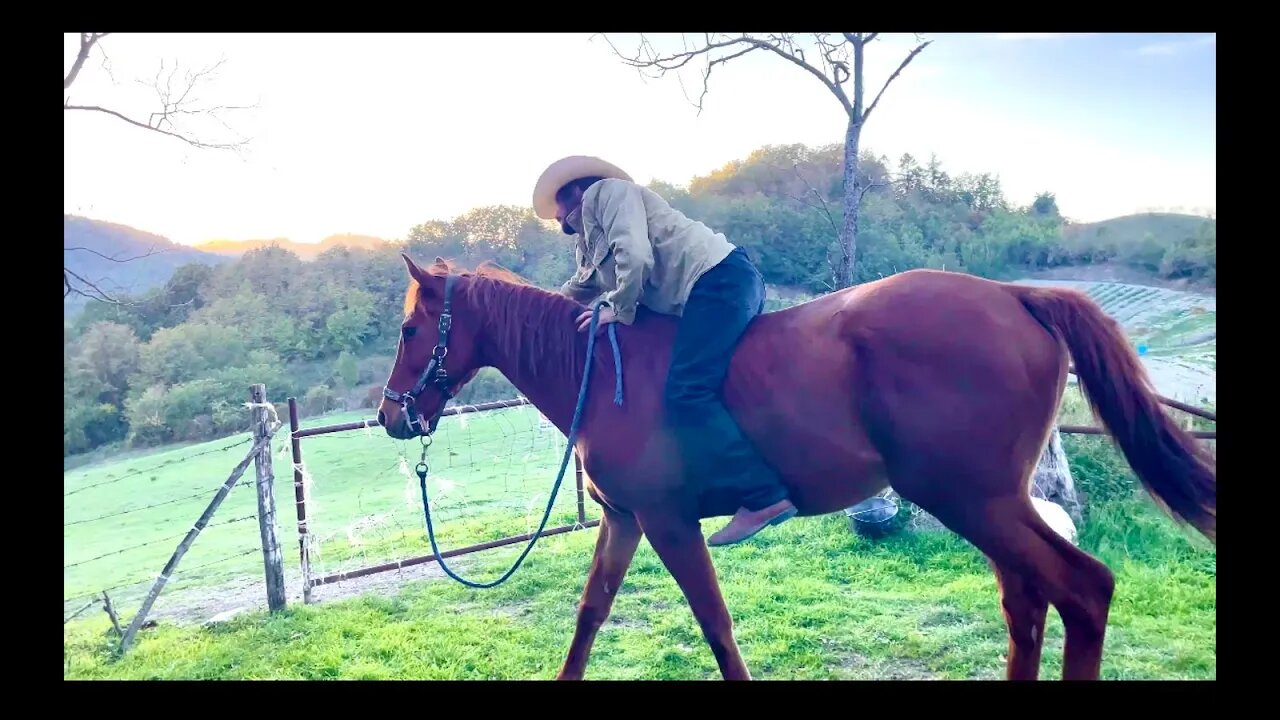 Emotional Horse Riding Skills no Saddle no Bridle 🐴❤️