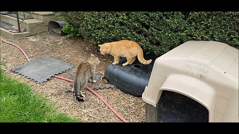 Who's the alpha? Week 5 stalemate...