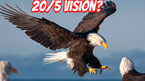 The Amazing ability of the Eagle!