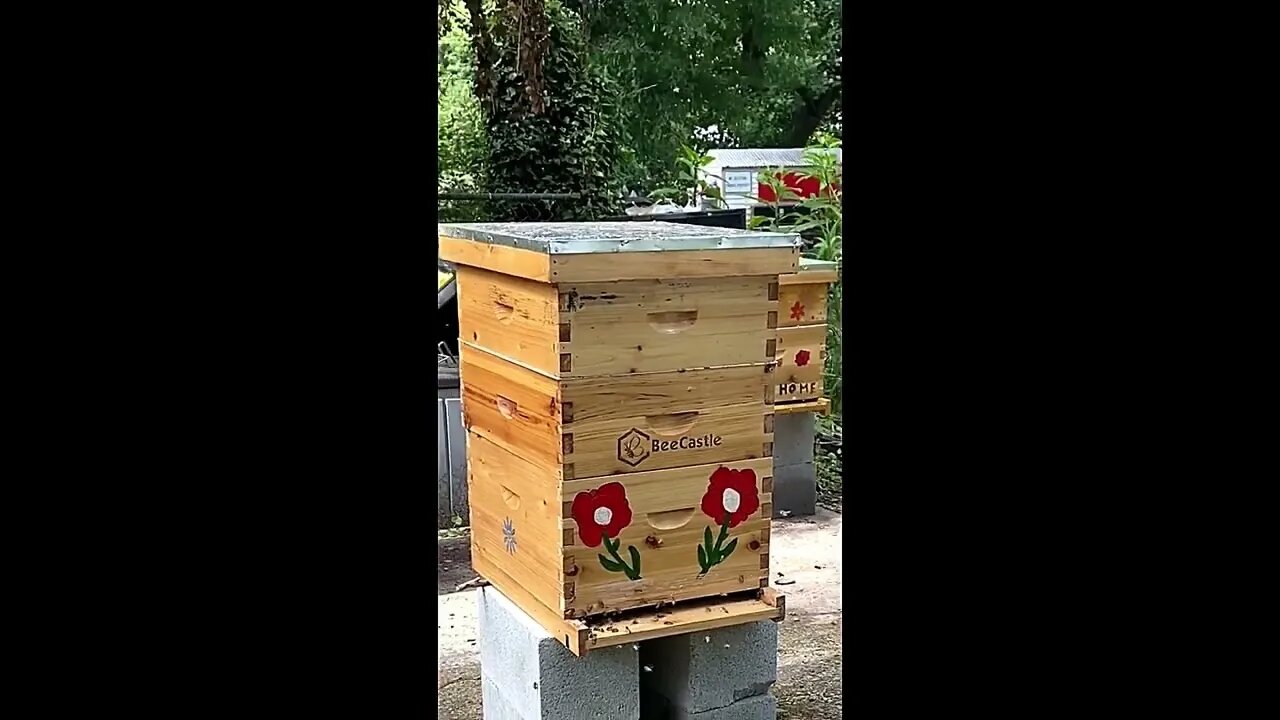 NEW BEEKEEPER HOW TO PREVENT A SWARM ONCE IT'S STARTED !