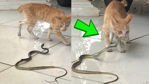 amazing Cute cat eats live snake