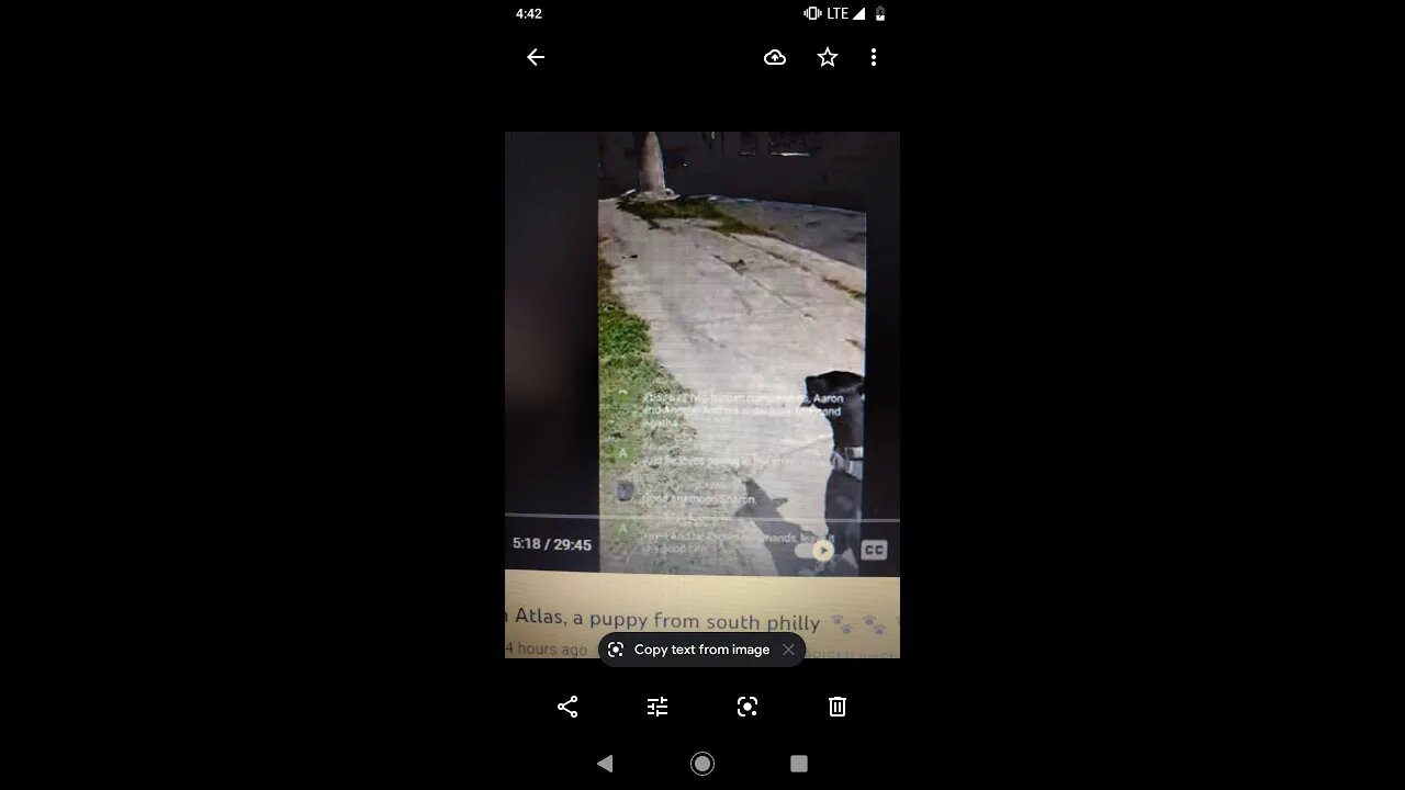 livestreaming with Atlas, a puppy from south philly 🐾🐾🐾🐾