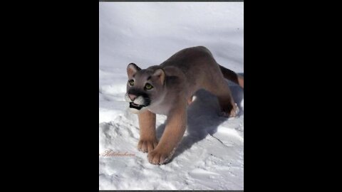Puma floating on iceberg in Argentina