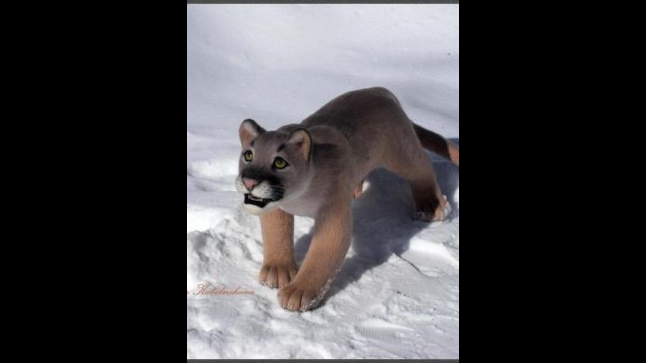 Puma floating on iceberg in Argentina