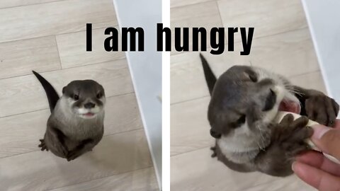 little otter desperately begs to eat a piece of chicken