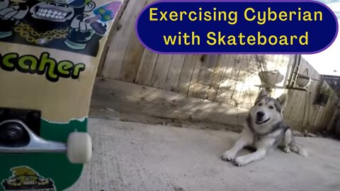 Exercising Energetic Cyberian with Skateboard