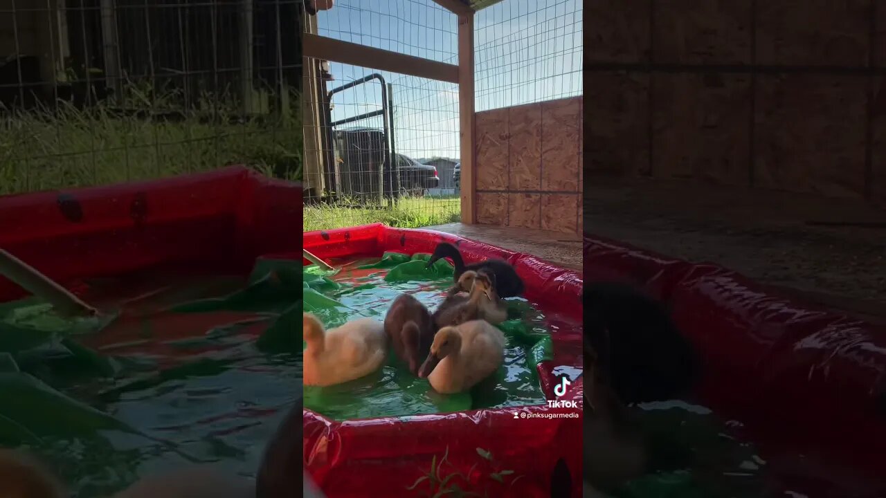 Our Ducklings are safe in their new home! #theygrowupsofast #bigbird