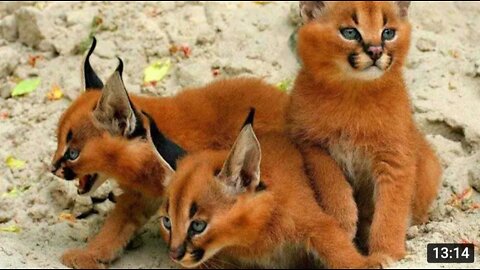 14 RAREST Cat Breeds In The World