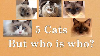 How to tell apart our four Ragdoll Cats