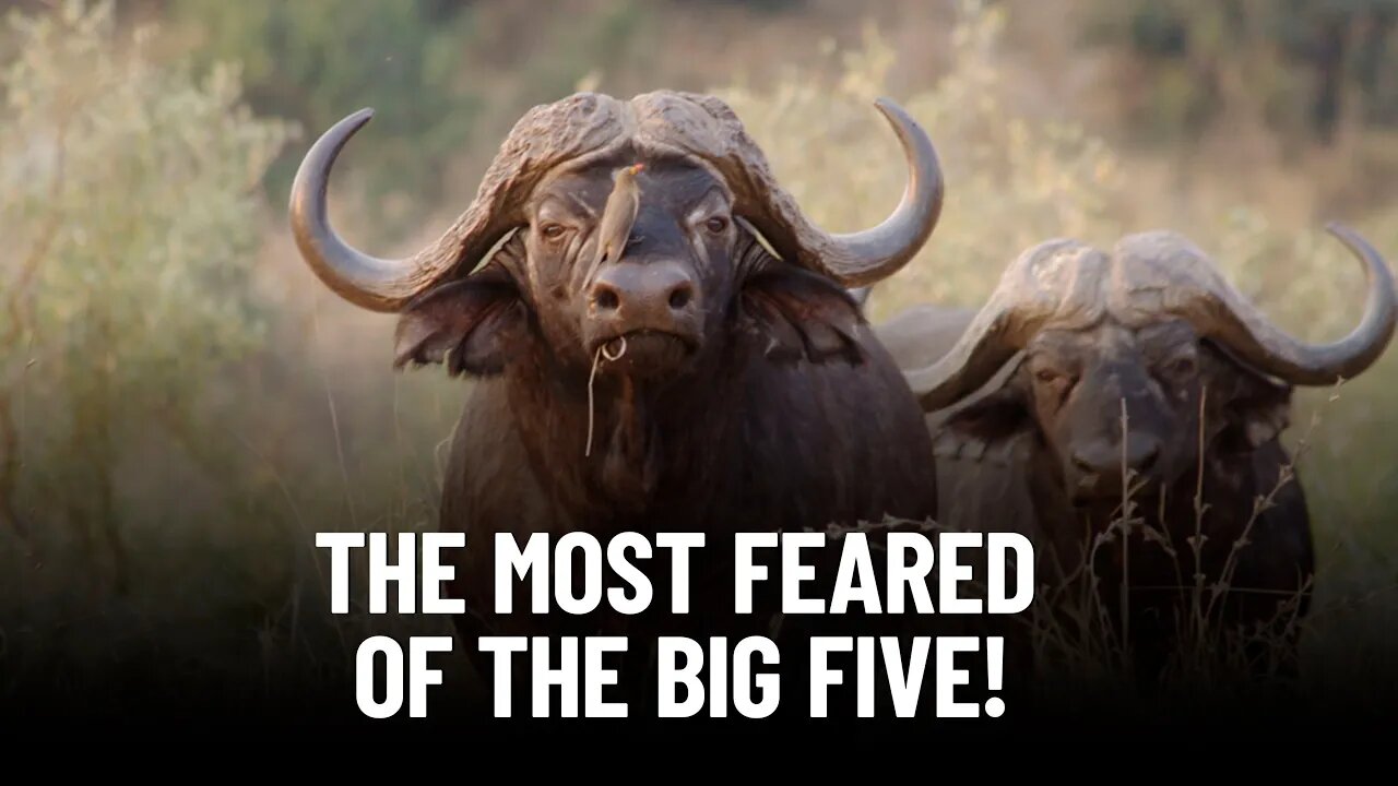 Unveiling the Truth: Why the Buffalo Tops the Big Five Danger List