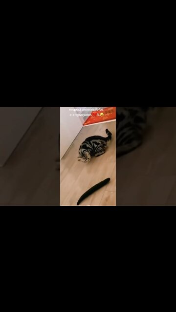 эти приколы искали все / приколы 2022 / приколы 2022 тик ток / тик ток приколы смотреть