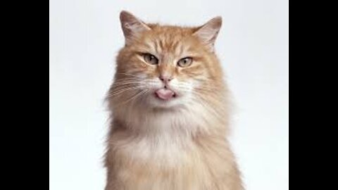 Cats 101 : Basic Cat Training Tips