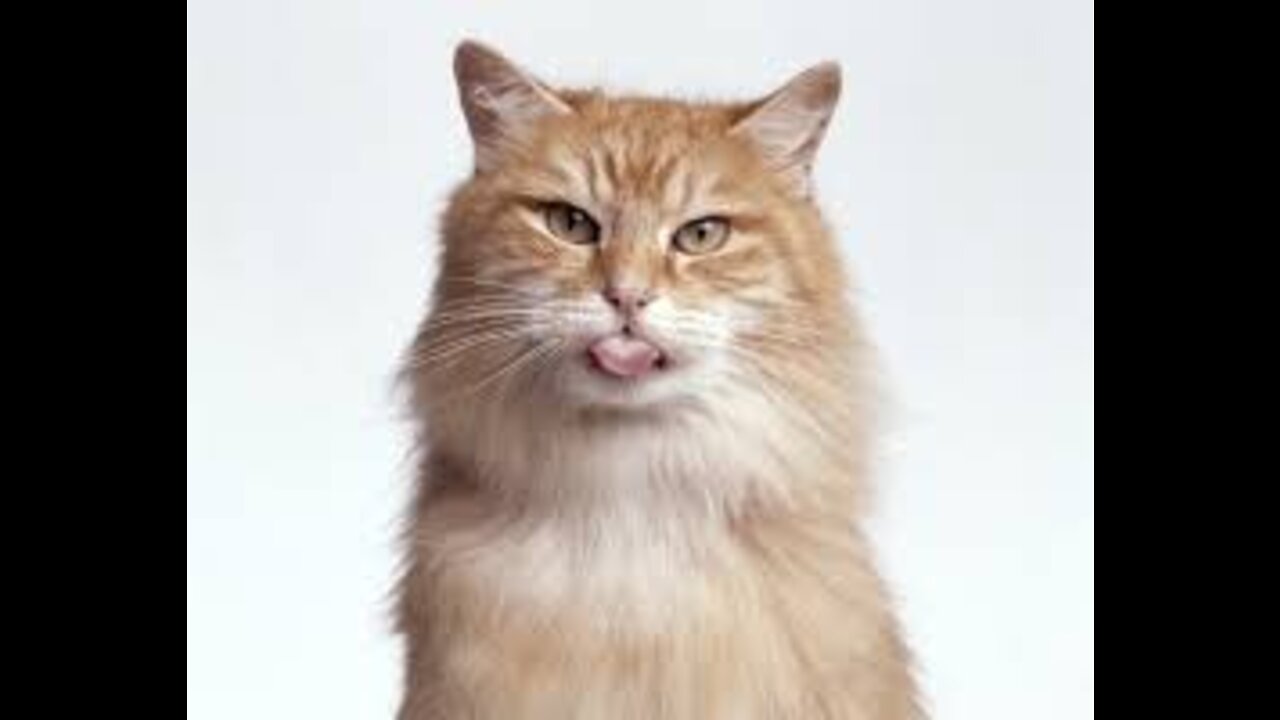 Cats 101 : Basic Cat Training Tips