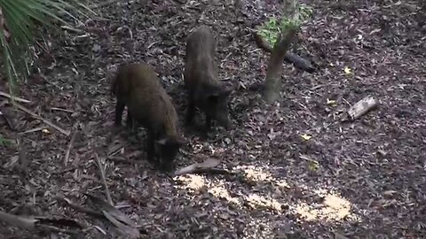 Hog Bow Hunt in the Florida Swamp