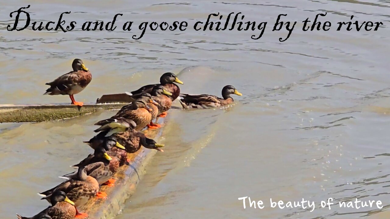 Ducks and a goose chilling by the river / beautiful animal nature video with relaxing music.
