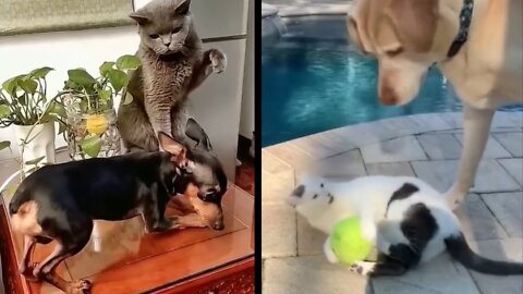 Fear of cats, dogs scared of cats😂🤣funny animals video
