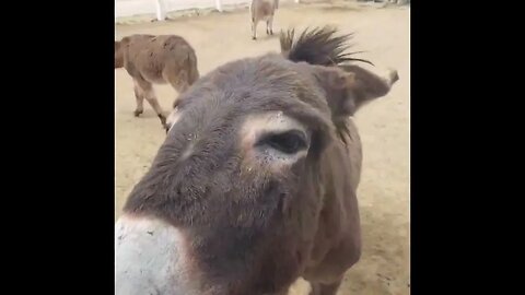 Upper class petting donkey
