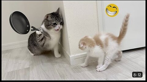 🤣| funny animals video | cute dogs and cats videos |