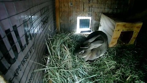 Lady the escape artist