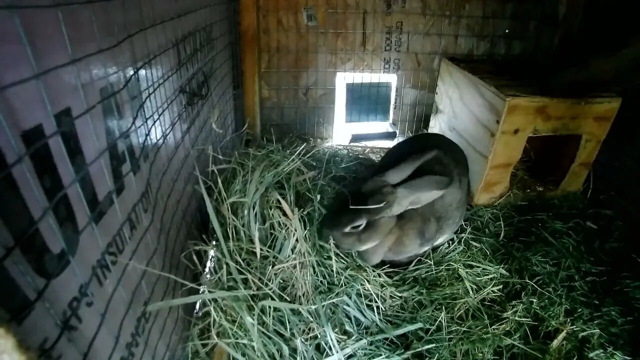 Lady the escape artist