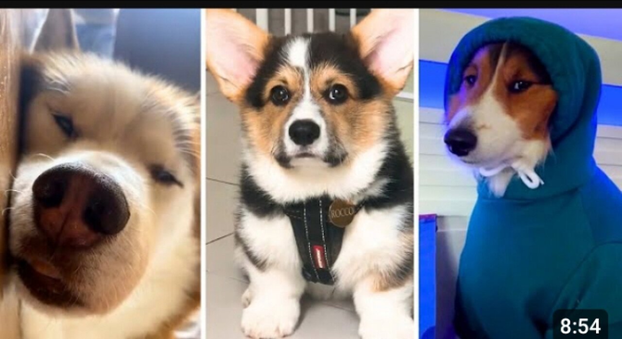 Funny dogs 🤣 🤣 🐕 funny puppies #funny #funnydogs #puppies 🐶#animal