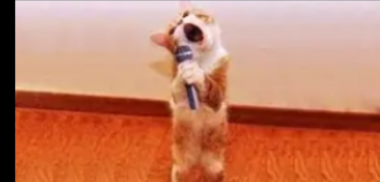 Cute Pets Doing Funny Things - Cutest Pets In The World, Cutest Pets In The World