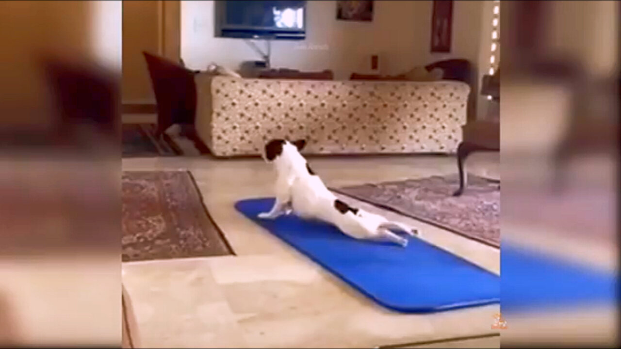 Puppies 😍 dogs Beattyfull doges Videos