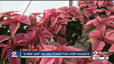 "A New Leaf" selling poinsettias over holidays