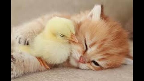 CAT CAAAATS