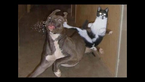 😂😂SUPER 3 MINUTE FUNNY HILARIOUS CLOWNING EACH OTHER CATS AND DOGS!!😂😂