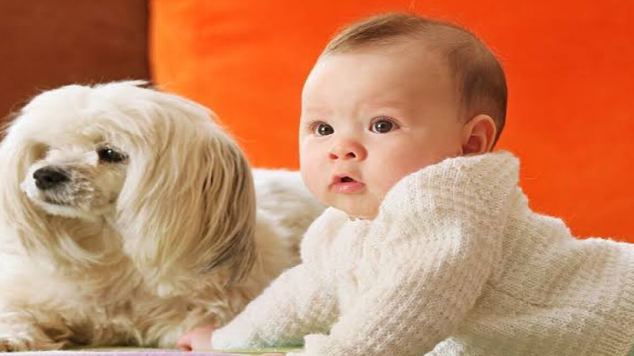 Funny animals and baby 2023 baby and funny animals 2023