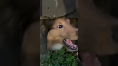bark bark