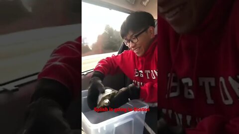 Splish is going to Boston