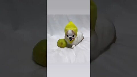 Who Knew Chihuahuas Could Be THIS Adorable?
