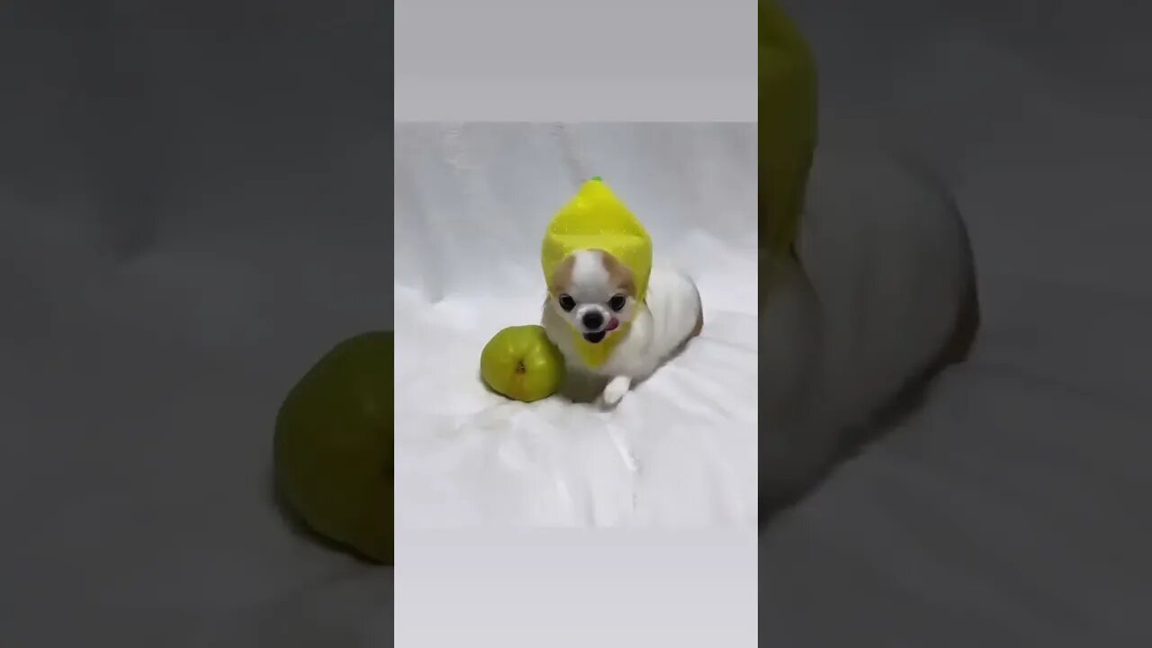 Who Knew Chihuahuas Could Be THIS Adorable?