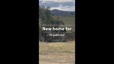 New home for our 44gallon bull