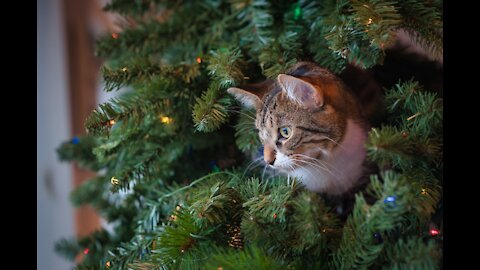 cute littel cat video