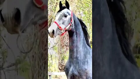 Arabic horses/🐎