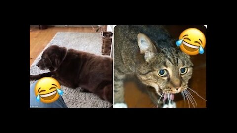 When dog farts and cat can't handle it