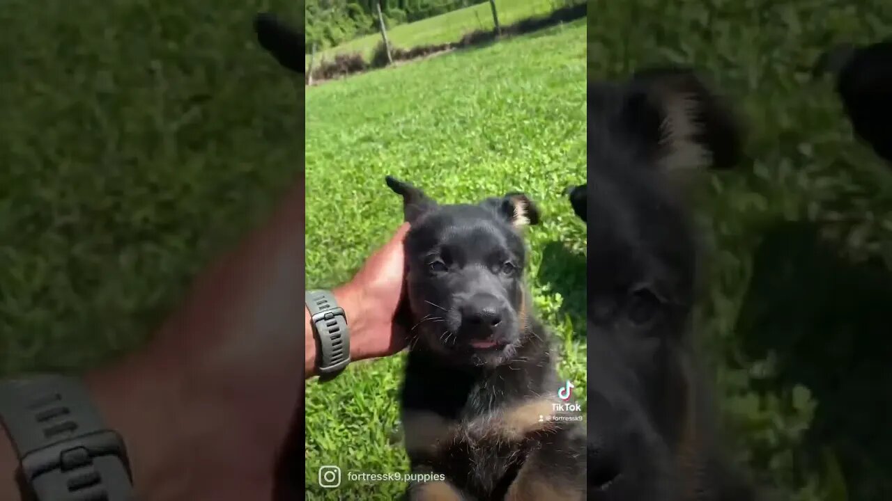 German Shepherd puppies enjoying play time. Genetic health guarantee on all Fortress K9 dogs.