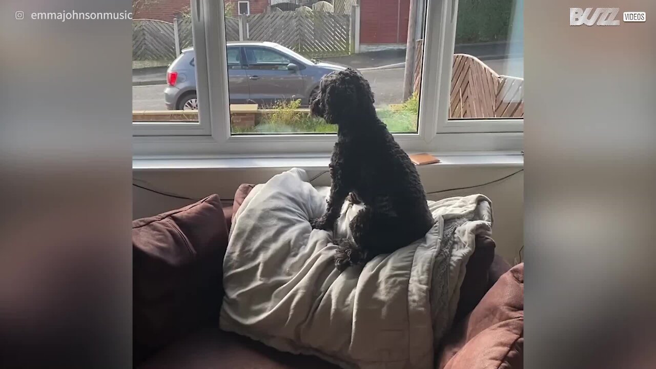 Cão canta enquanto dona toca saxofone!