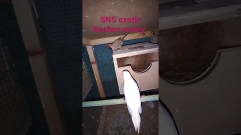 Shaftail Breeding sound #bird #lovebird #gouldian #finch #finches #animal #grassfinch #shafttail